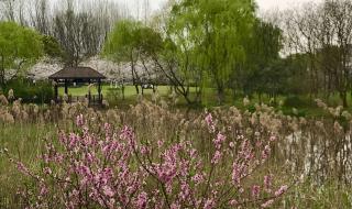 顾村公园樱花节